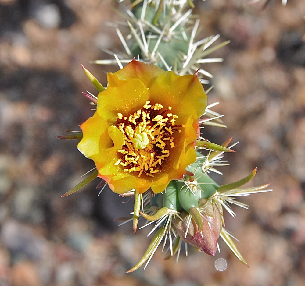 In Photos: Beautiful Cactus Flowers Signal Spring Is Here | Live Science