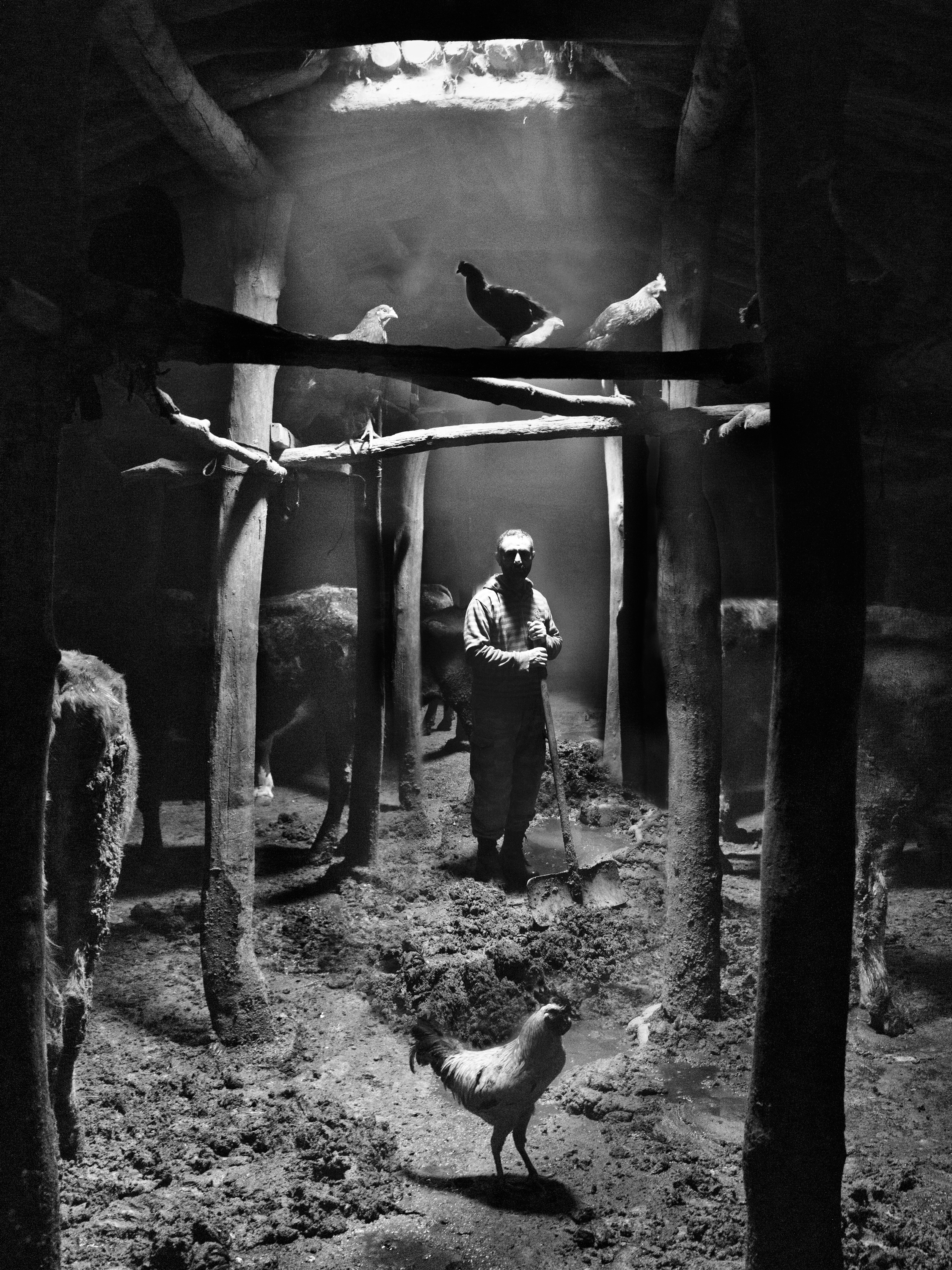 Black and white photograph of a man in overalls standing with a shovel in a dim, wooden-posted barn, cattle and chickens surrounding him and a rooster in the foreground, looking directly at the camera