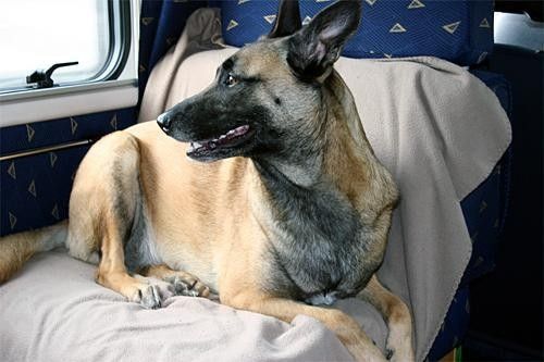 The unofficial Navigators team mascot.