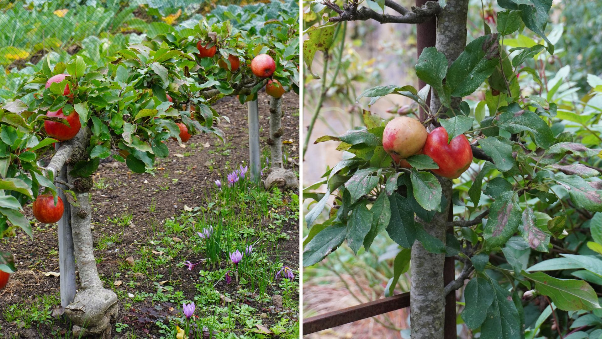Apples at Gravetye Manor