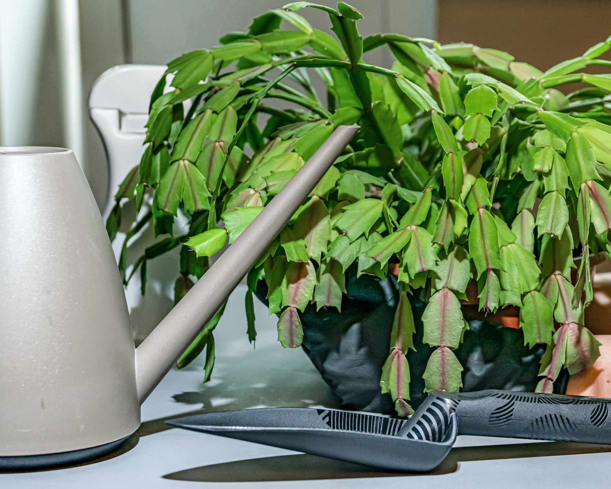 watering can next to christmas cactus plant