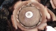 termites inside a fungus in a death spiral