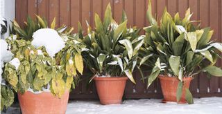 Potted plants in garden covered in snow