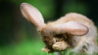 Rabbit cleaning itself