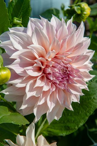 pale pink dahlia