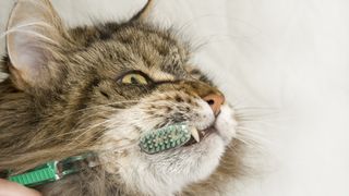 a cat gets their teeth brushed