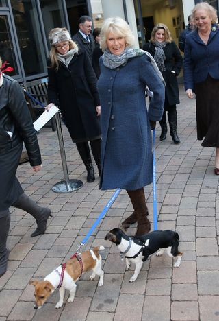 Queen Camilla standing outside in a blue coat holding the leashes of her Jack Russell Terriers Beth and Bluebell and laughing