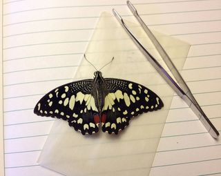 This specimen of the lime swallowtail, an invasive species that is a threat to citrus plants, was collected at the Guantanamo Bay Naval Station in January 2012.