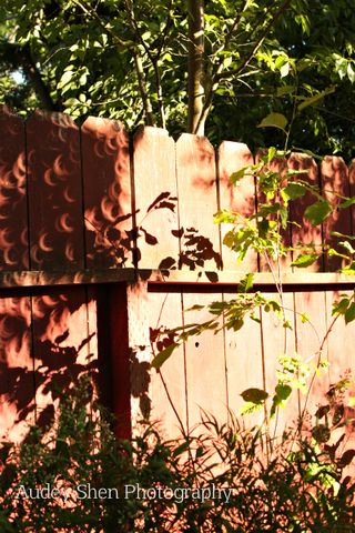 Partial solar eclipse shadows cast on a backyard fence as seen by skywatcher Audey Shen of Palo Alto, Calif., on May 20, 2012.
