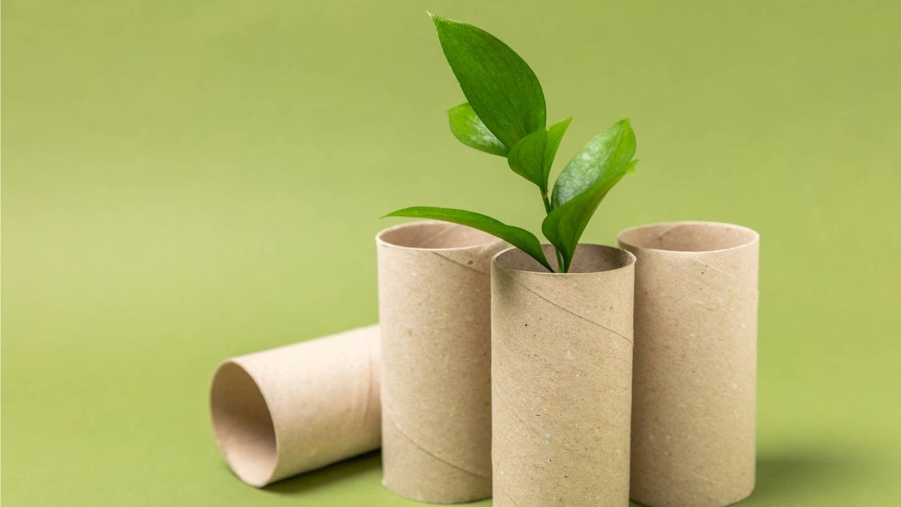 Seedling in a toilet paper roll tube