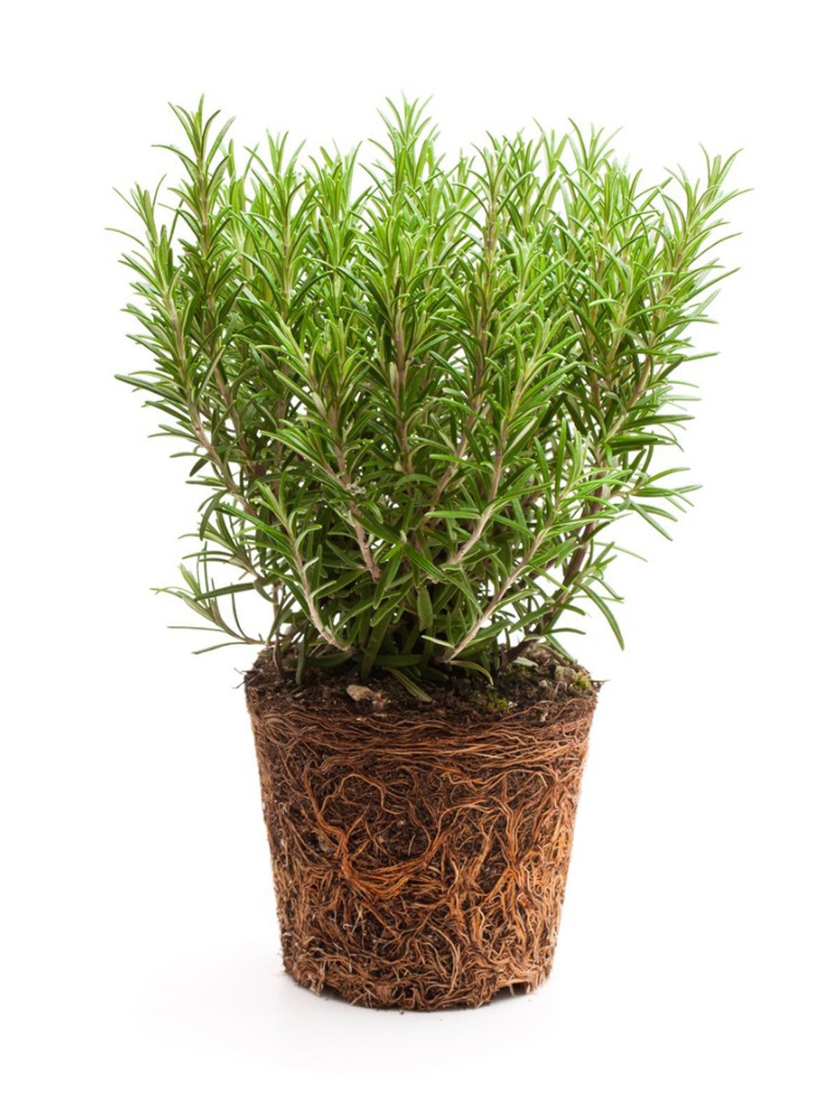 Uprooted Woody Herb Plant