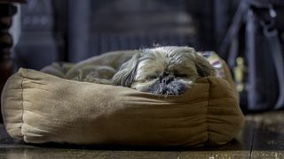 Sleeping Shih tzu