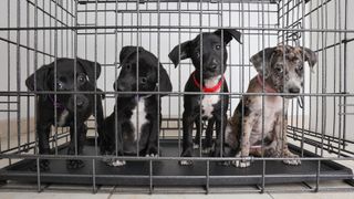 Four puppies in animal shelter