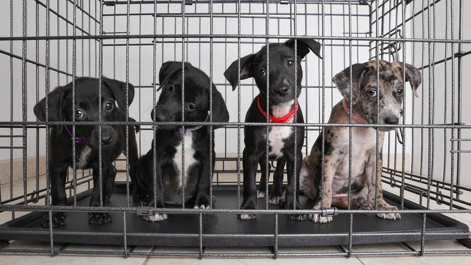 Four puppies in animal shelter