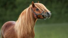 shutterstock_1951059046.jpg
