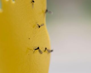 Dark-winged fungus gnats caught in yellow glue traps in house plant.
