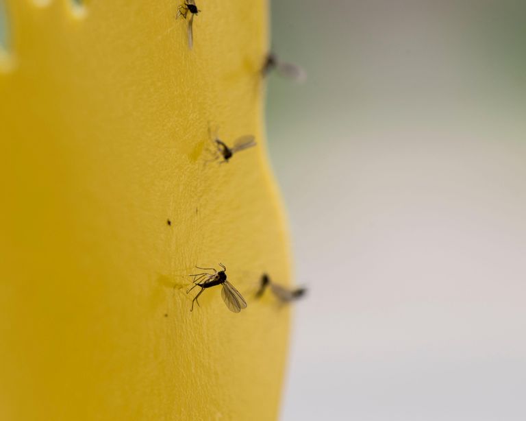 Plant expert gives top tips for getting rid of gnats | Gardeningetc