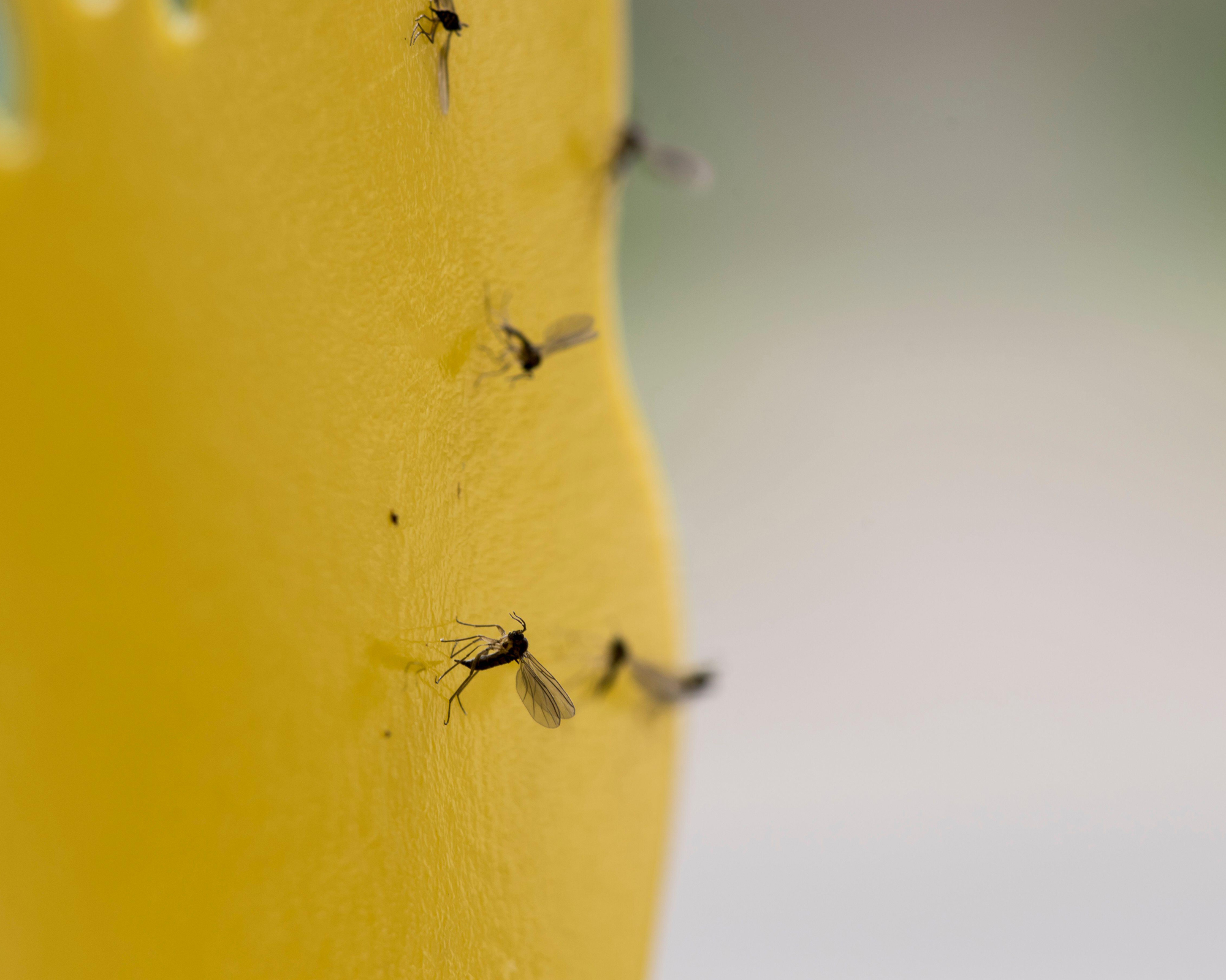 Dark-winged fungus gnats caught in yellow glue traps in house plant.