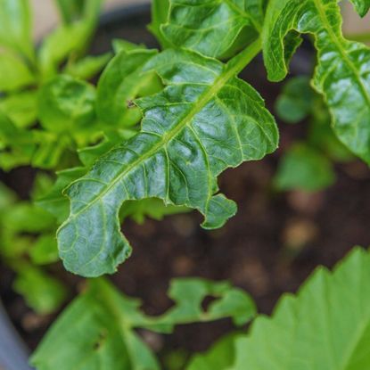 slug damage to dahlia leaves