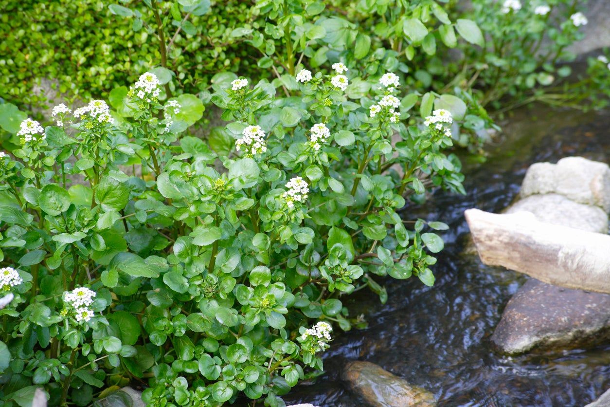 Bog Garden