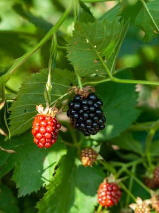 Berries won't grow? Here's what to know about brambles – Press Enterprise