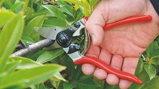Felco No. 6 pruning shears