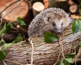 European hedgehog in garden log pile