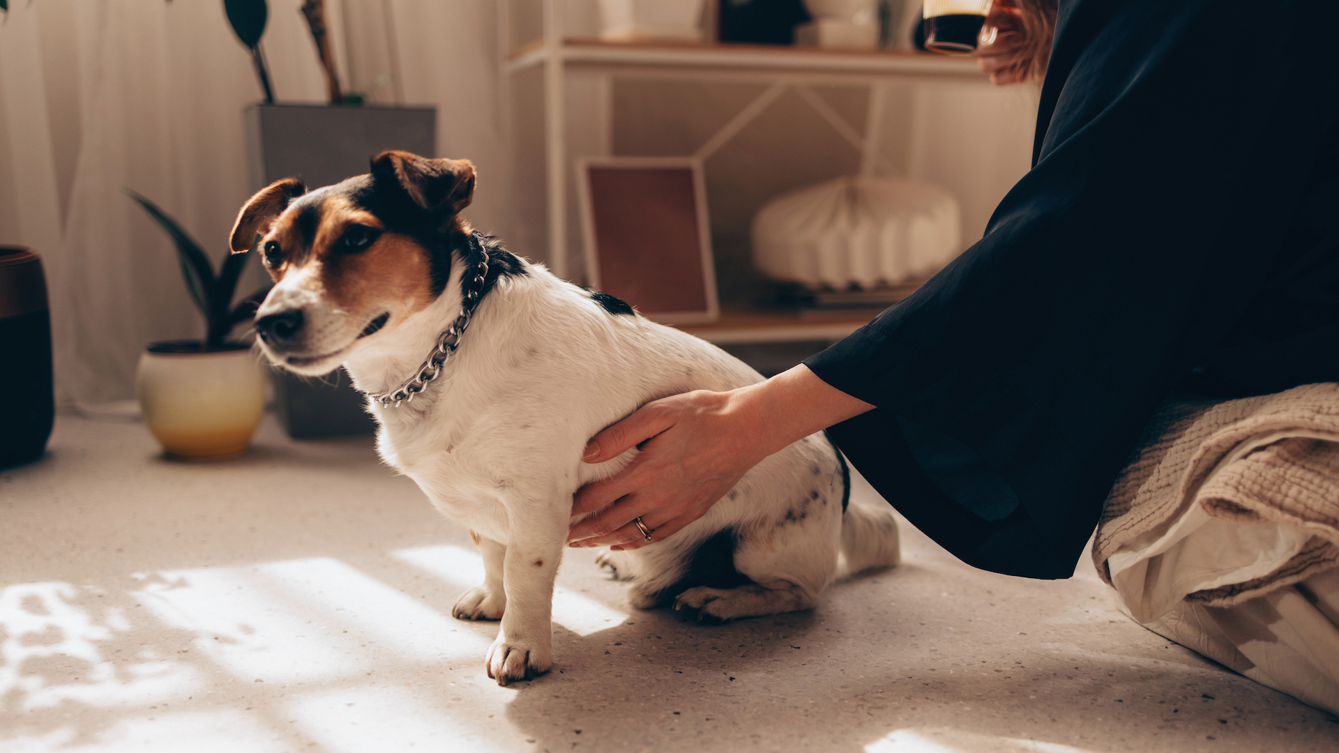 Handling terrier