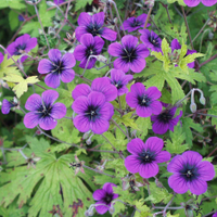 Geranium 'Ann Folkard' at Crocus