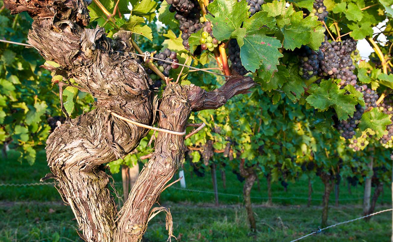 Old vine wines