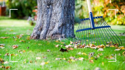 picture of rake on grass with fallen leaves and tree trunk