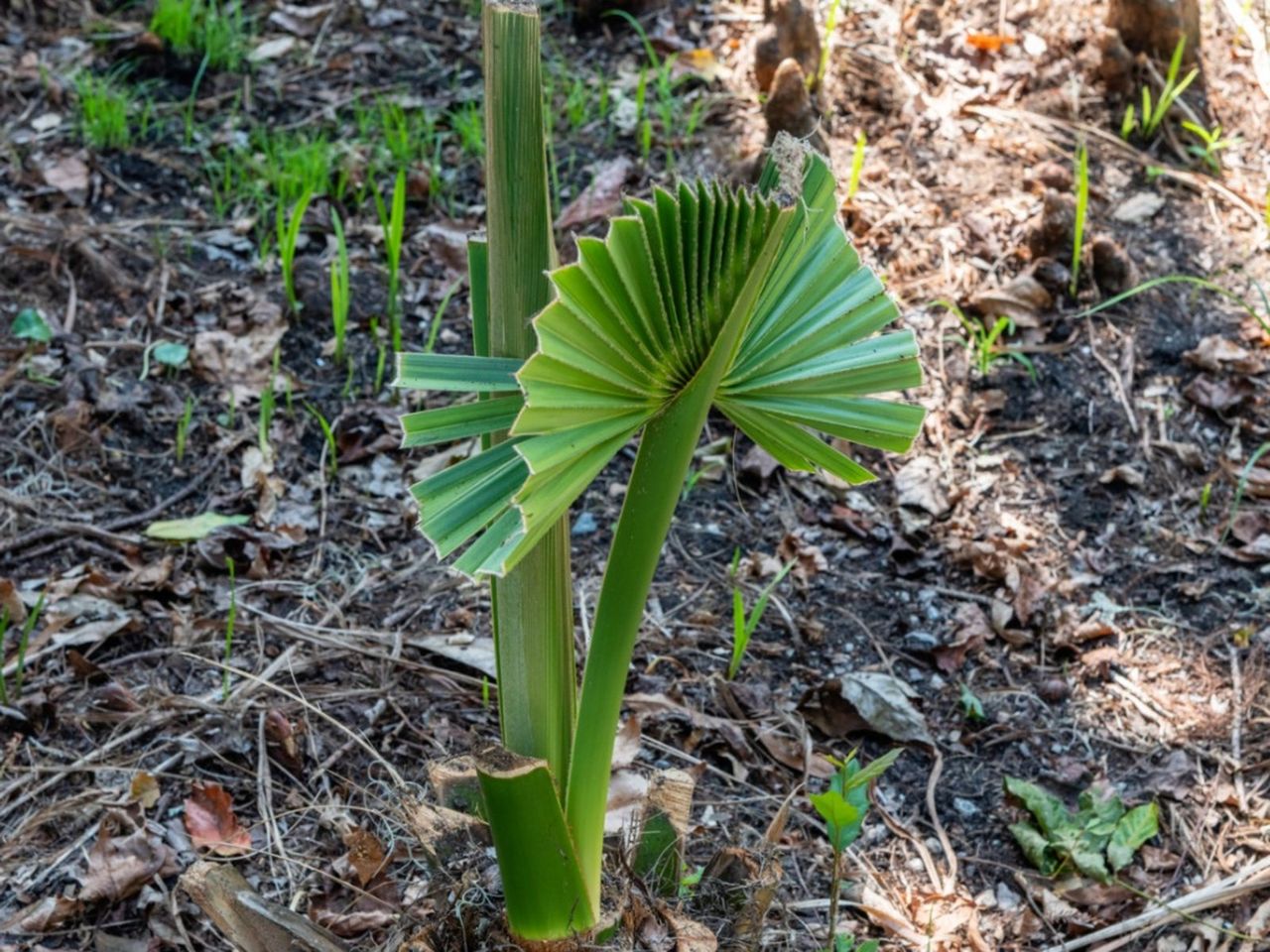 Palm Pup Of A Palm Tree