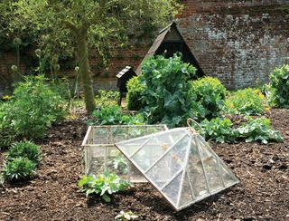 Papaver, Poppy and other plants in a garden with an open glass frame cloche in the foreground.