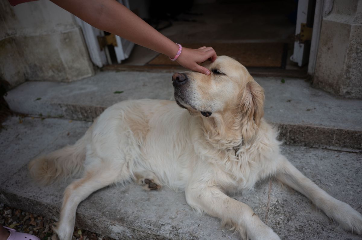 Person reaching to a golden retreiver to stroke it on the head