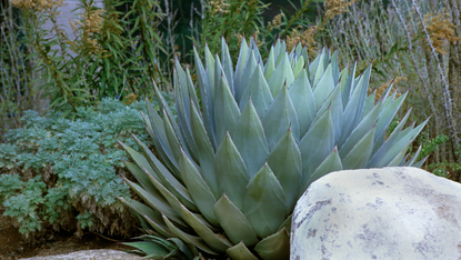 agave growing in a garden