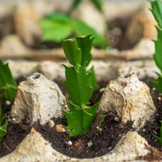 Christmas cactus cuttings in eggbox carton
