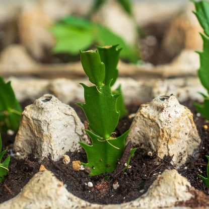 Christmas cactus cuttings in eggbox carton