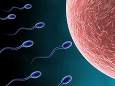Sperm reaching an egg
