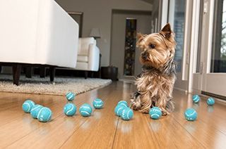 iFetch ball launcher