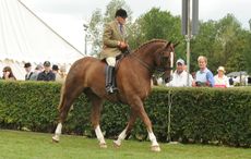 Robert Oliver riding Loughkeen Dancing Lord