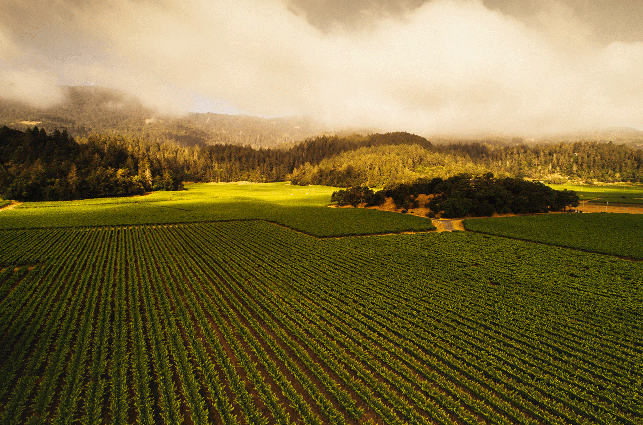 Bosch&amp;eacute; Vineyard, Rutherford AVA