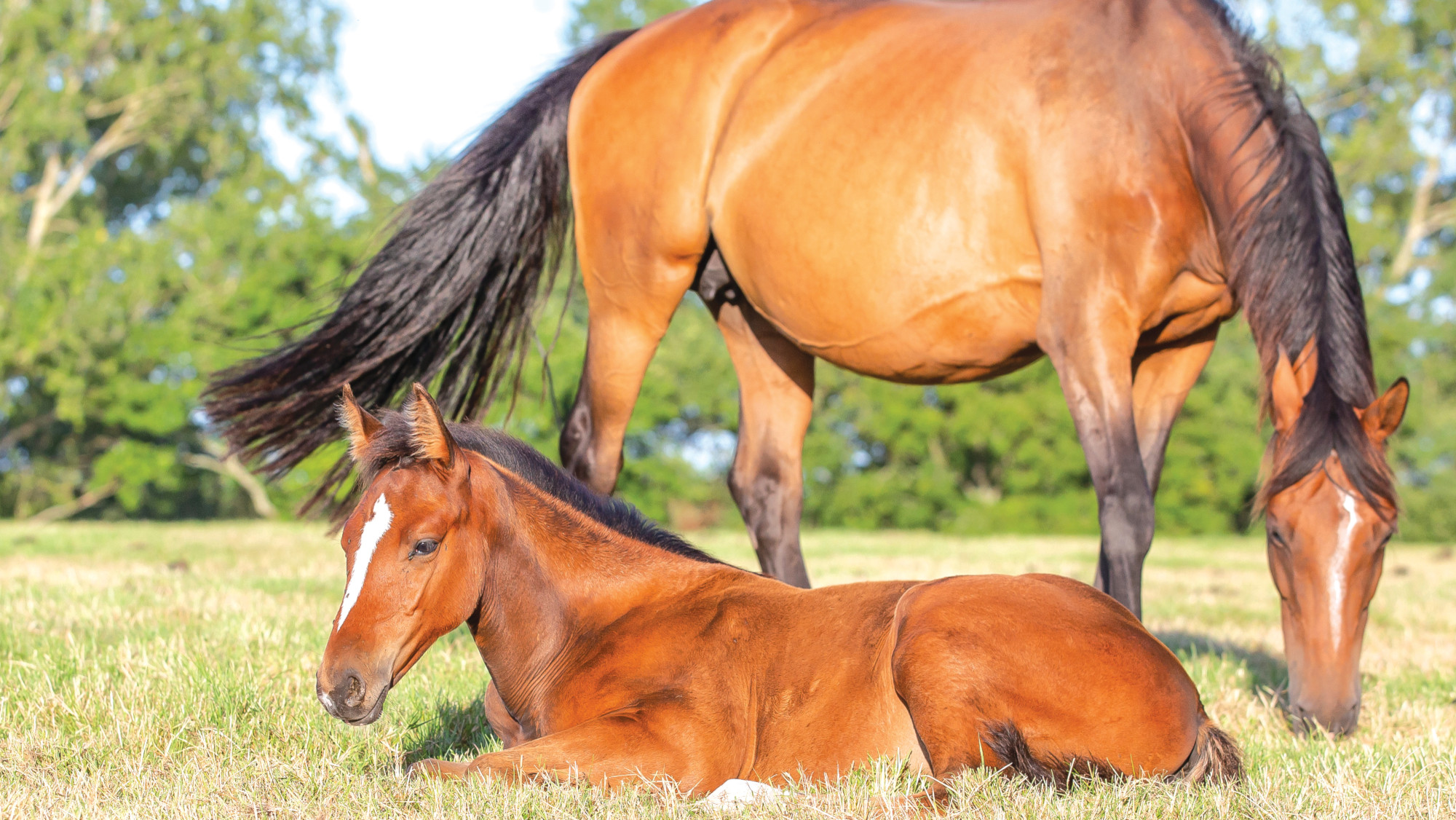 Pictured a mare and foal turned out in a field.