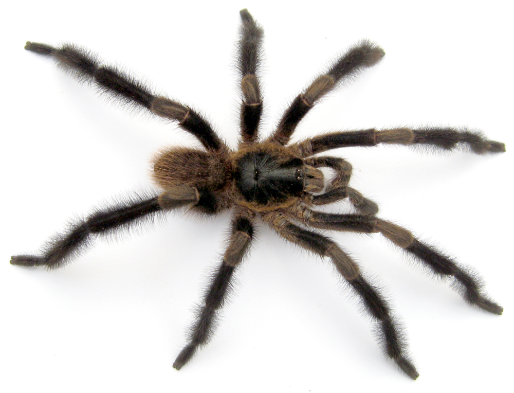 A photo of the spider with white background.