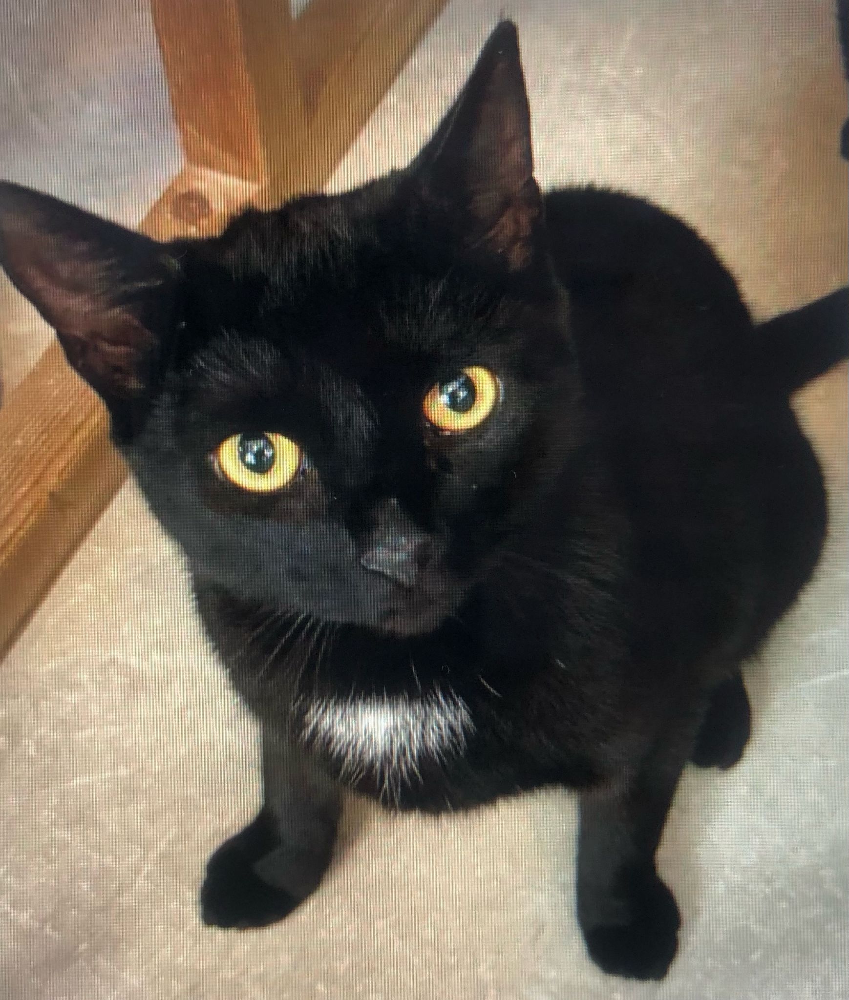 Haven, a black cat, stares at the camera