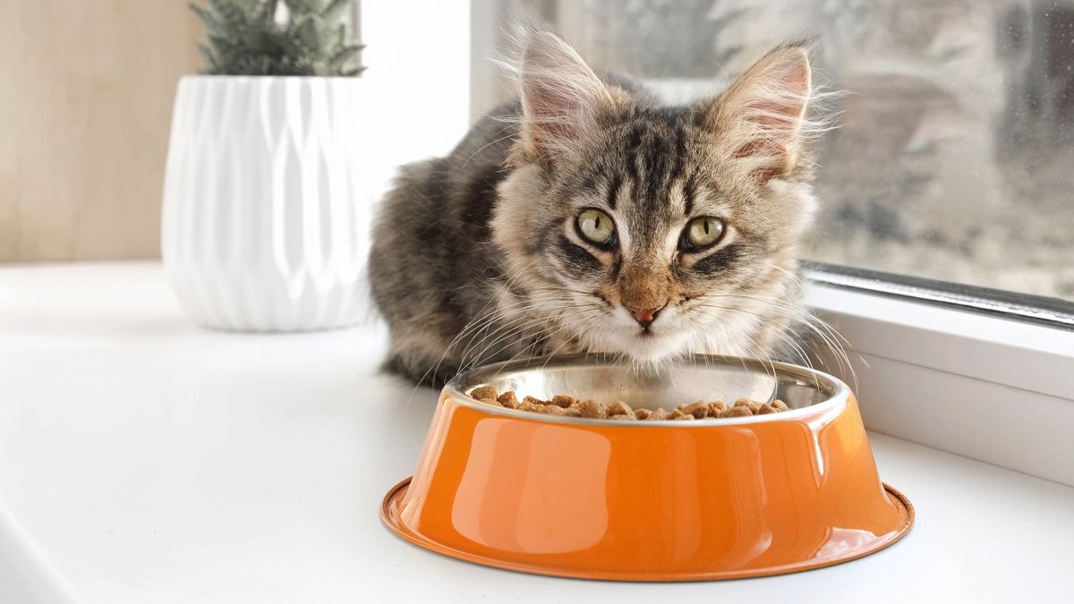 How long should cats eat kitten food for Vet explains why it may be longer than you think PetsRadar