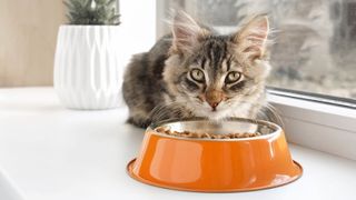 Tabby kitten sitting on windowsill eating from orange food bowl