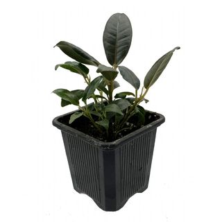 Burgundy Rubber Tree Plant 