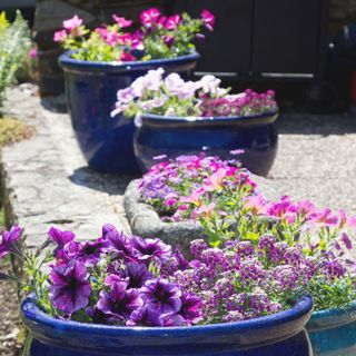Summer bedding plants in a blue ceramic pot