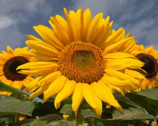 Big yellow sunflower against a blue sjy