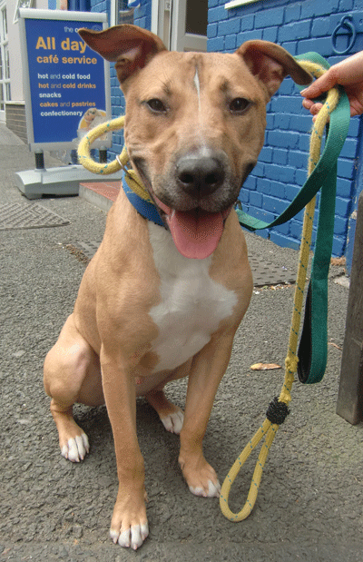 robert-battersea-dogs-home